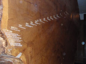 Historical events juxtaposed on growth rings