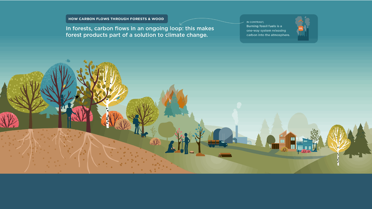 Animated infographic of the cycles of forest product carbon flows
