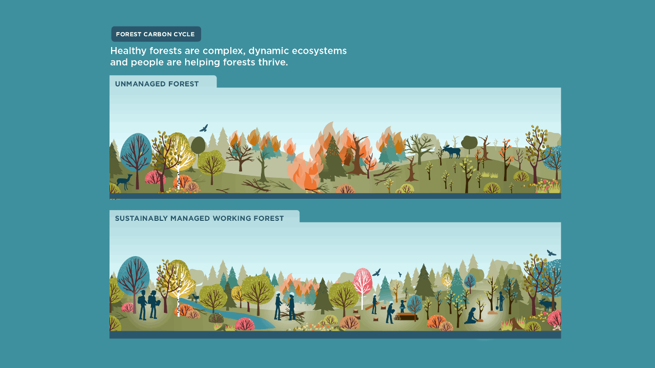 Animated infographic of the forest carbon cycle: sustainably managed forests