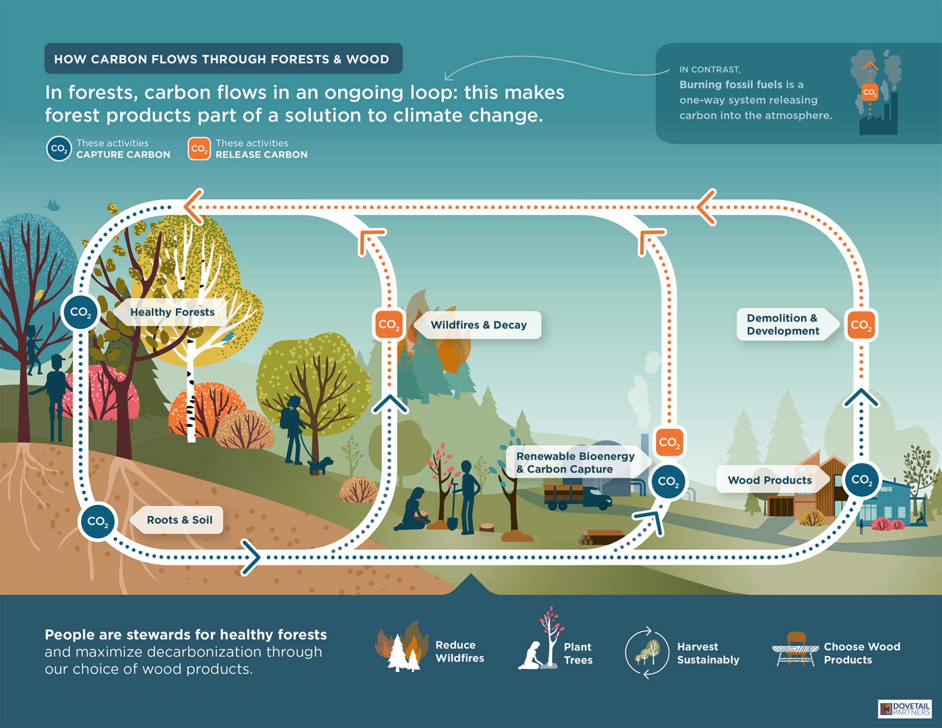 Infographic showing how forest ecosystem carbon flows relate to climate change