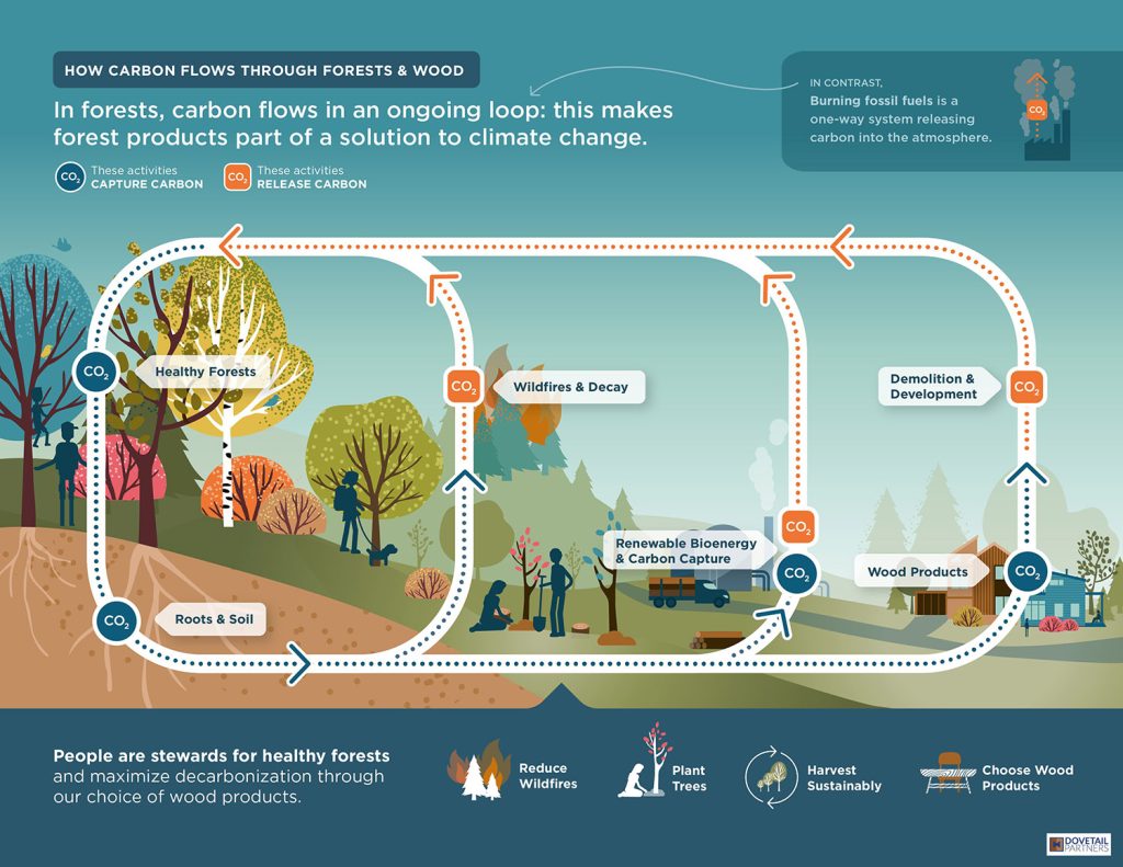 Infographic showing how carbon flows through forests and wood
