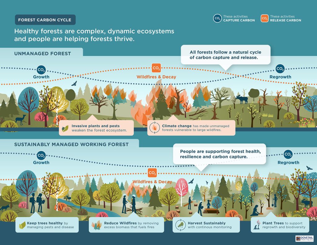 Infographic comparing an unmanaged forest with a sustainably managed working forest